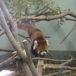 レッサーパンダの魅力って？大牟田市動物園でレッサーパンダの可愛さ再発見！