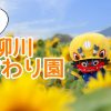 冬の柳川ひまわり園へ撮影に行ってきました！開花状況は？
