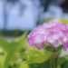 大牟田もいよいよ梅雨入り。紫陽花（アジサイ）を撮影しに荒尾市の四山神社へ。