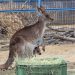 今しか見れない！「カンガルーの赤ちゃん」が大牟田市動物園に。春休みに御家族でLet's go！