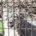 地震発生から熊本市動植物園の1年間！ユキヒョウのおはなし会に参加してきました。